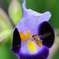 DSC_7245 ﾎｿﾋﾗﾀｱﾌﾞ？