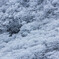 霧氷の世界