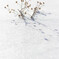 雪原に生きる