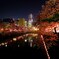 『横浜の桜並木』