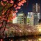 『ランドマークと桜』