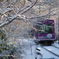 嵐電雪(桜)のトンネル