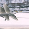みちのく白鳥達