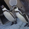 ペンギン