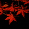 夜の紅葉