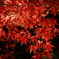 夜の紅葉