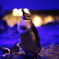 ペンギンとはなにか？