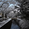 雪の哲学の道