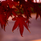 紅葉の終わり