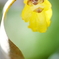 うつむく華の横顔