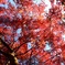 紅葉ナメ