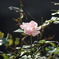 DSC00701