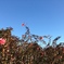 いばらの城