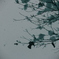 fleeting snow