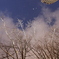 夜の木々