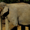 アジアゾウ