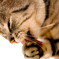僕の愛猫