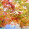 霧島の紅葉2009
