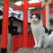 神社のネコ