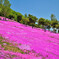 上湧別　芝桜公園