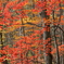 紅葉の蔦温泉