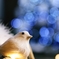 31.Bokeh