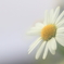 花便り　- 誠実の白 -