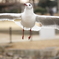 セーフ！セ～フ!!!