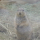 東山動物園のプレーリードッグ