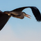 fly pass