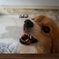 Angry DOG