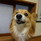 Angry DOG
