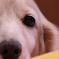 愛犬