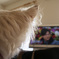 テレビを観る。