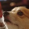 愛犬1号#3