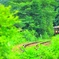 わたらせ森林鐡道