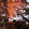 舟形山の紅葉