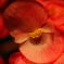 TAMRON SP AF90mm F/2.8 Di MACRO1:1試し撮り