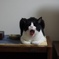 和•猫