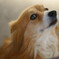 警戒する犬