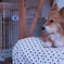 眠たい。