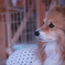 遠くを見つめる犬