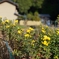 黄色の花