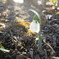 snow drop