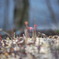 spring has come