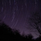 昇る北斗七星と桜の枯木