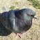 鳩