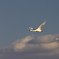 白鳥の郷　- 大空の彼方 -