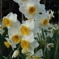 narcissus