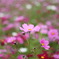 秋sakura